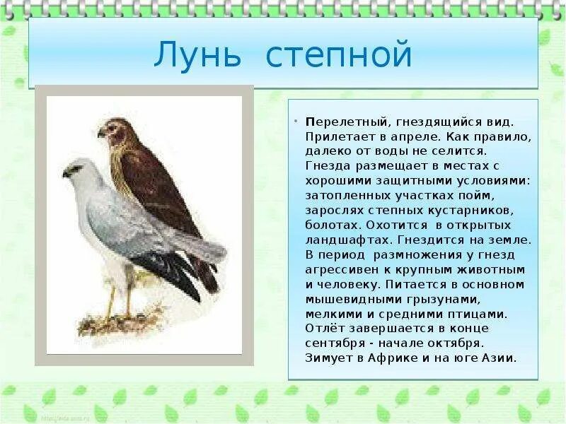 Дрофа крымская. Животные степи орел. Красавка журавль-красавка. Птица степей дрофа. Дрофа степная птица.
