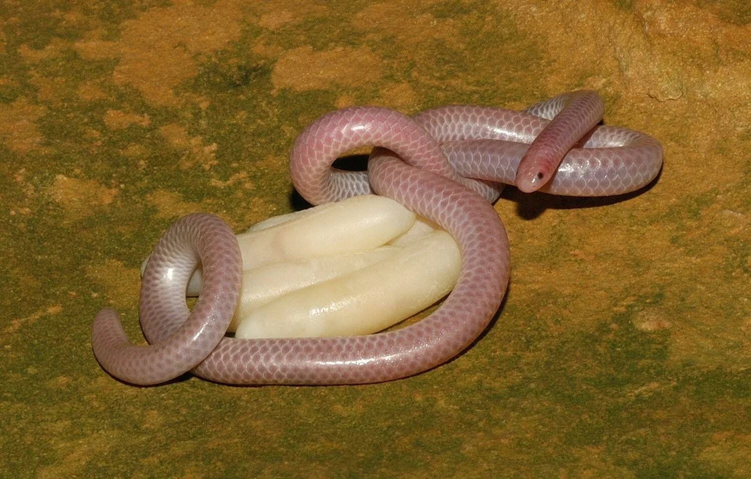 Барбадосская узкоротая змея. Розовый питон. Розовая змея.