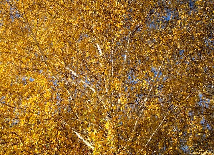 Березово золото. Березово золото. Березово золото. Береза желтая (betula costata). Плакучая береза осенью.