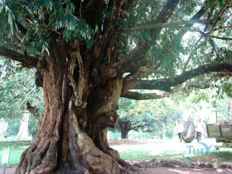 Деревья на шри ланке. Железное дерево Тайланд. Дерево Николая 2 в королевском Ботаническом саду Шри Ланка. Железное дерево на Шри-Ланке.