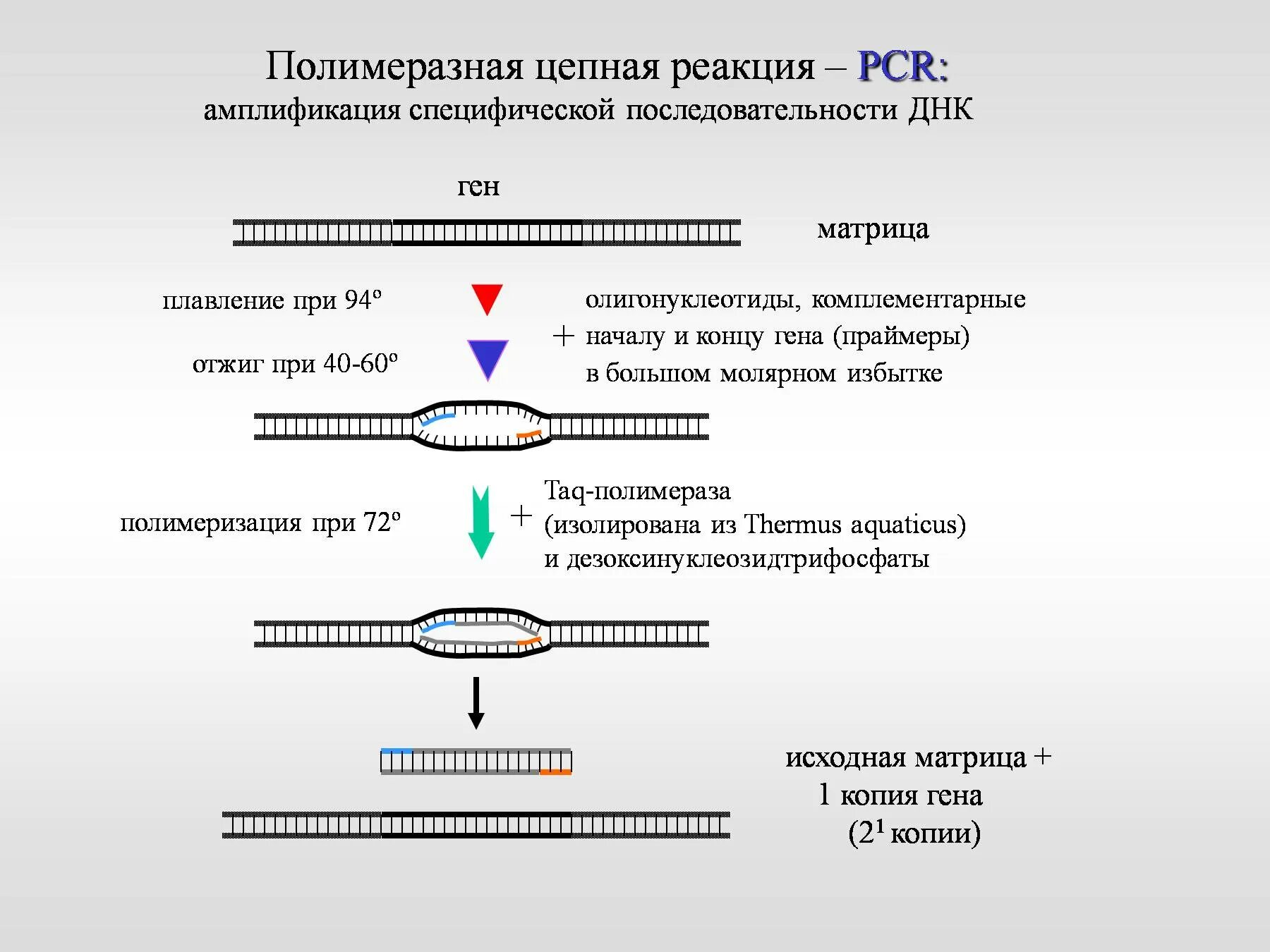 Метод днк идентификации. . Полимеразная цепная реакция (ПЦР). Этапы. Последовательность амплификации ДНК. Общая схема амплификации ДНК при ПЦР. Метод постановки полимеразной цепной реакции схема.