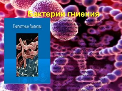 Бактерии гниения относят к группе