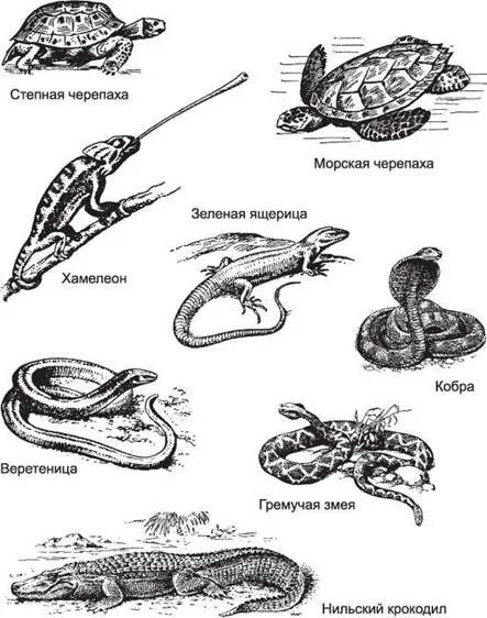 Рассмотри рисунки о каком нибудь пресмыкающемся