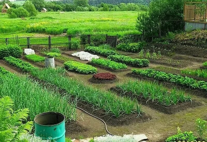 Покупка дачного участка посадка в огороде. Распланировать огород. Обустройство огорода. Огород на участке. Планировка огорода.