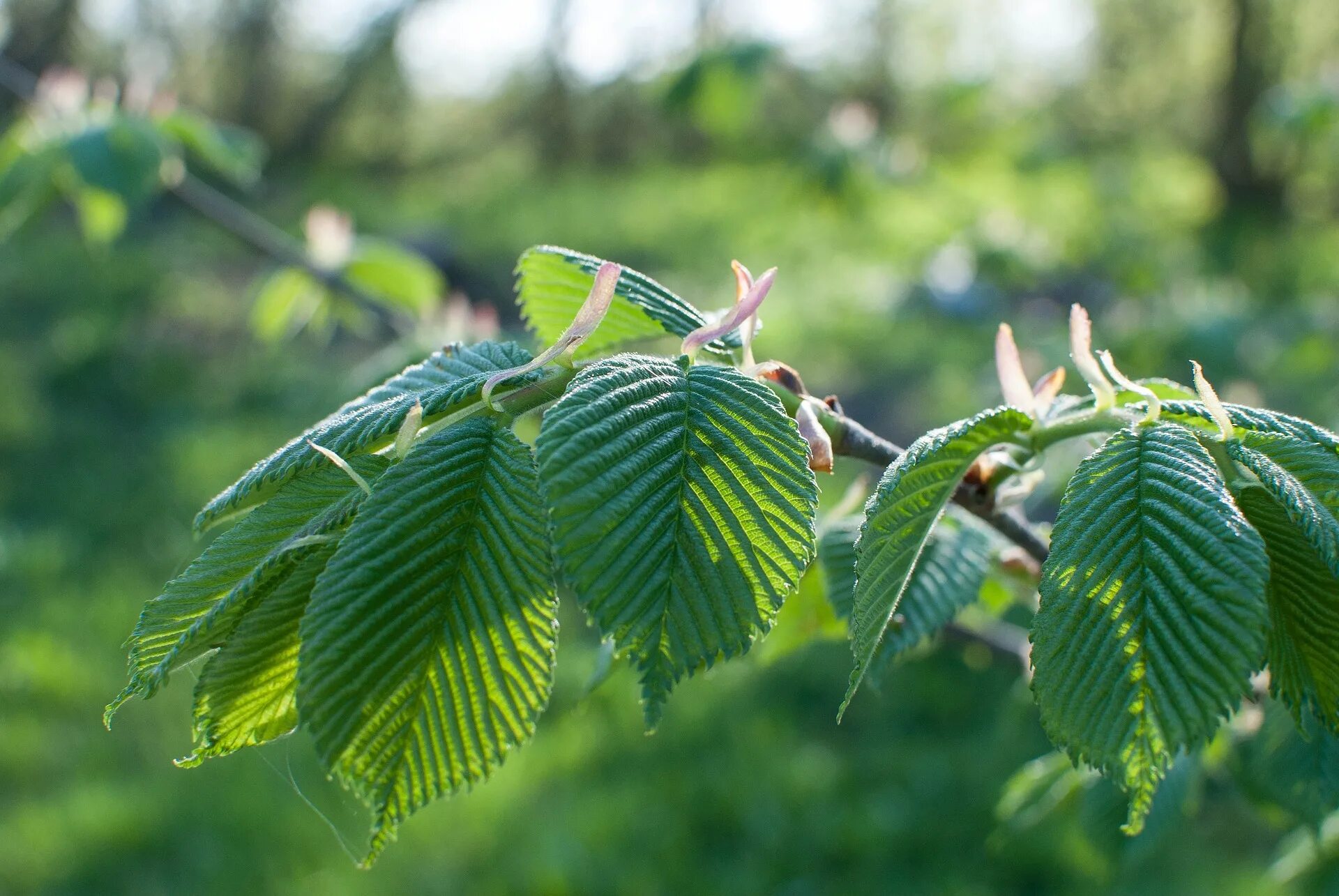 Карагач описание. Вяз гладкий (Ulmus laevis). Вяз Ильм карагач. Вяз приземистый Ulmus pumila. Вяз обыкновенный, гладкий (Ulmus laevis).