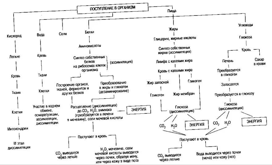 Схема обмена белков жиров и углеводов. Метаболизм белков жиров углеводов схема. Схема обменных процессов углеводов. Обмен белков жиров и углеводов в организме таблица.