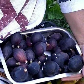 Инжир сорт черный принц