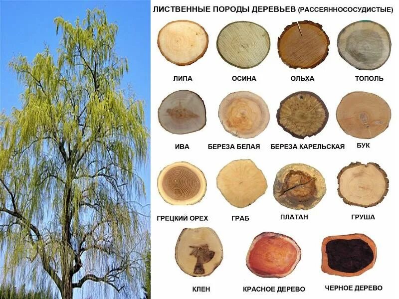 Лиственные породы древесины