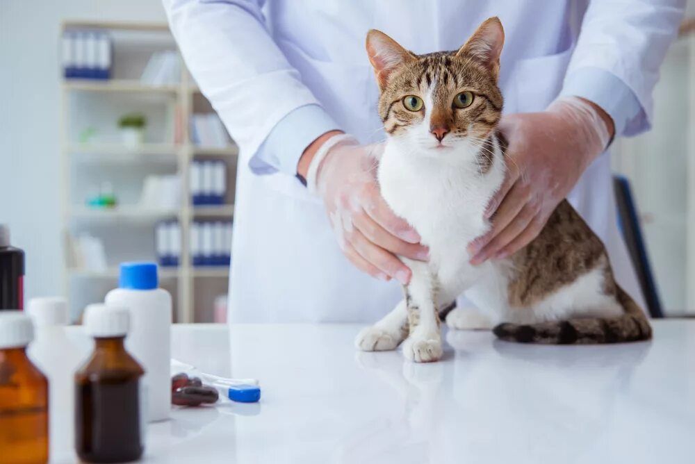 Обследование кошек. Кошка Ветеринария. Котик в ветеринарке. Кошка в ветеринарной клинике. Кошка в ветклинике.