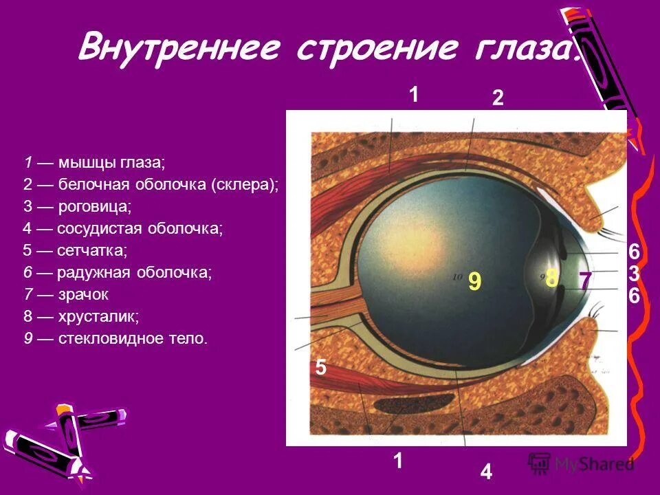 Как называется прозрачная часть белочной оболочки глаза