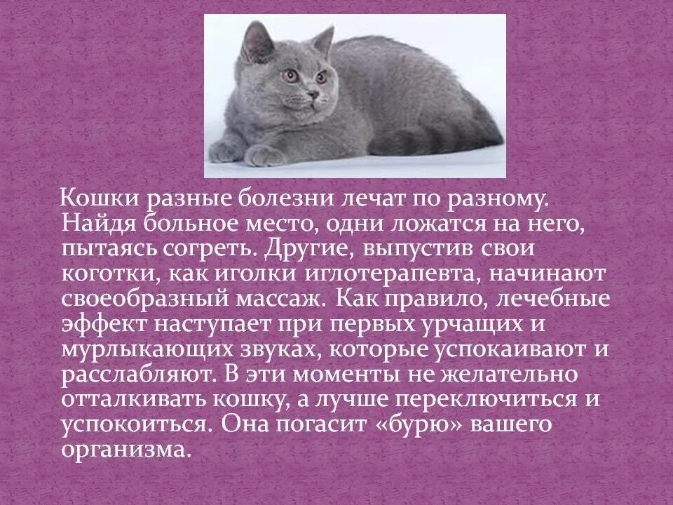 Почему кошка домашнее животное. Болезни пород кошек. кошка лечит болезни человека. кошки целебные. информация. о. кошачьих болезней.