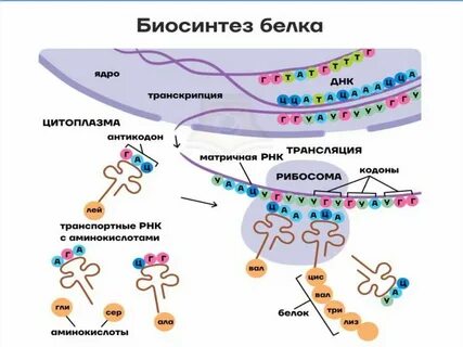 Орыс ферро порно онлайн