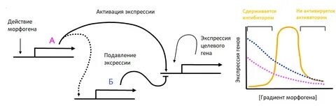 Ингибитор b