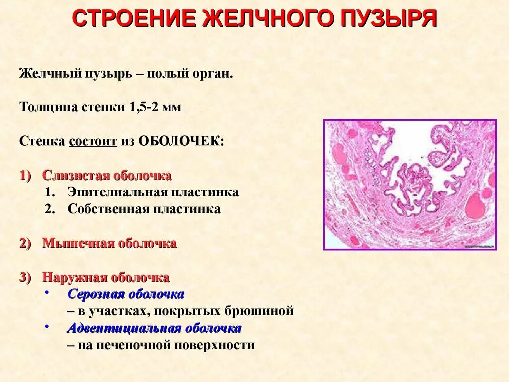 Слизистая оболочка желчного пузыря. Строение оболочек желчного пузыря. Строение стенки желчного пузыря гистология. Оболочки желчного пузыря гистология. Функции желчного пузыря гистология.