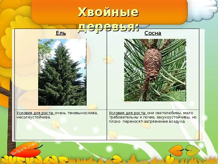 Какое дерево не является теплолюбивым. Какое дерево не является теплолюбивым