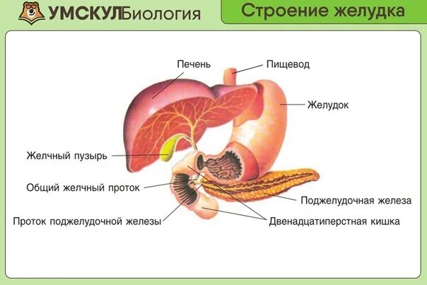 Функции печени егэ. Строение желудка печени и поджелудочной железы. анатомия желудок печень поджелудочная железа. строение пищеварительной системы анатомия печень. строение и отделы 12-перстной кишки.
