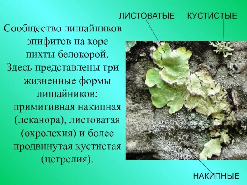 Сообщение о лишайнике