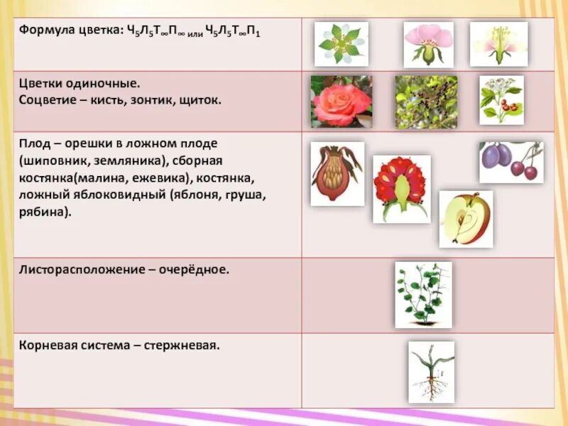 Тест биология однодольные и двудольные. Признаки двудольных семейство Розоцветные. Семейства двудольных растений Розоцветные. Класс двудольные растения семейства Розоцветные. Характеристика семейства Розоцветные.