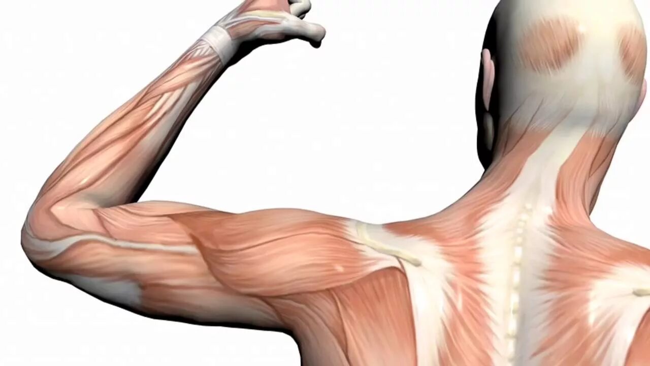Где находится мышечное чувство. Атрофированные мышцы рук. Атрофированные мышцы ладони.