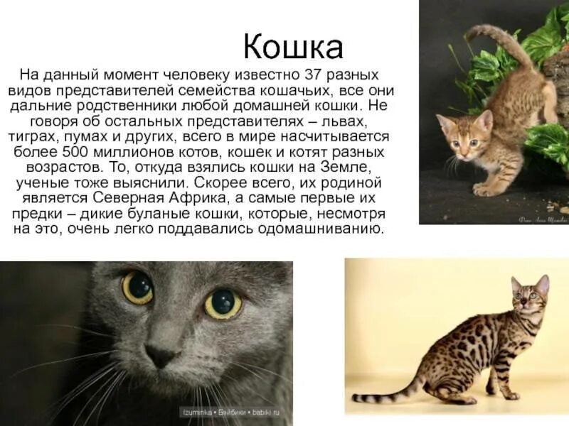 Текст кошки 4 класс