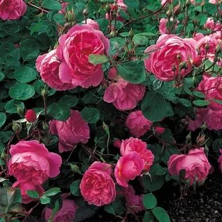 Rose come