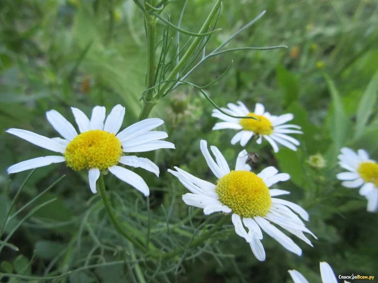 Ромашка крепит. Ромашка универсальное лечебное растение. ромашка лекарственные формы. ромашка аптечная горизонтальная. лечебная ромашка с крупными листами.