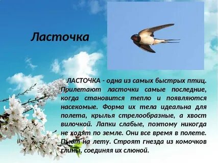 Ласточки 1 разбор