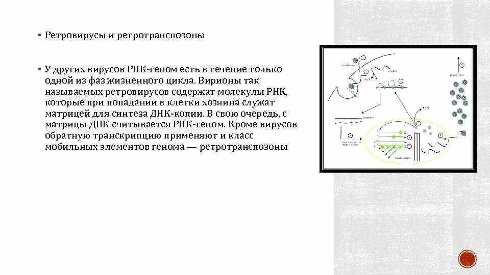 РНК вирусы ретровирусы. Особенности ретровирусов. Семейство ретровирусы. Особенностью ретровирусов является.