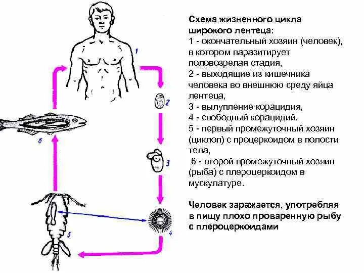 Можно ли считать человека промежуточным хозяином широкого