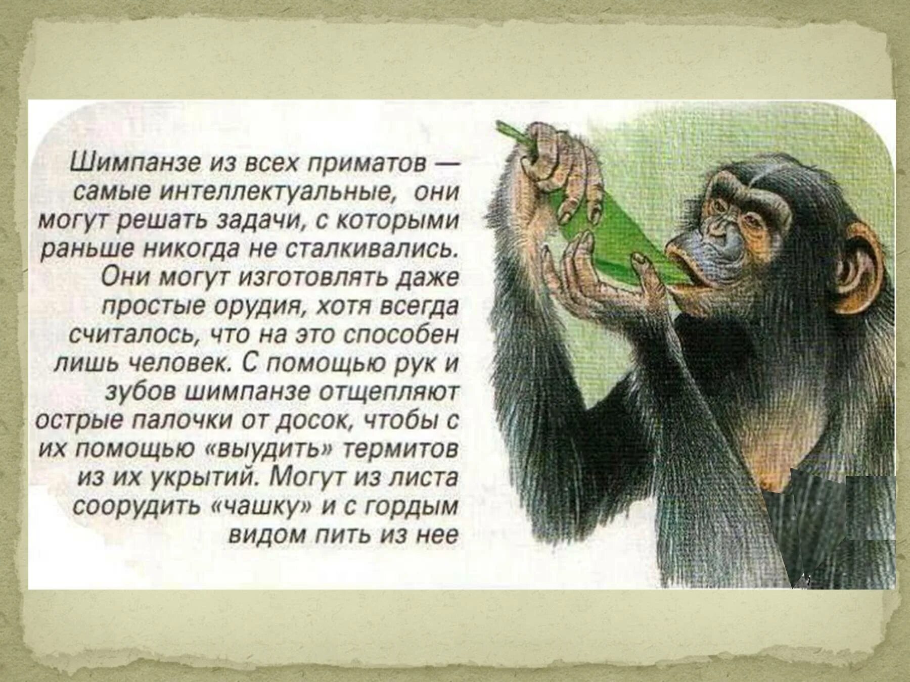 Обезьяны 1 класс. Интересные факты про обезьян. Шимпанзе описание. Обезьяна для презентации. Доклад про обезьян.