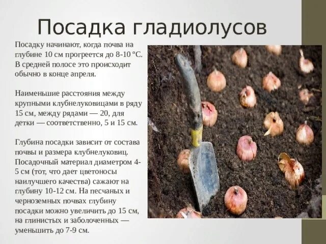 Глубина посадки гладиолусов в открытый грунт весной. Букетная посадка гладиолусов в грунт. Гладиолусы подготовка к зиме. Какую температуру гладиолусы. Гладиолусы схема посадки.