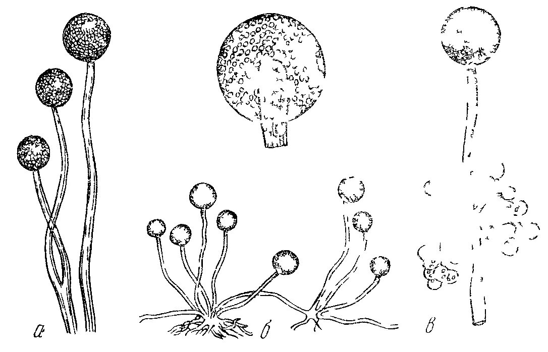 Мукор животное. Зигомицеты мукор. Мукор ризопус. Грибы Mucor микробиология. Плесневые грибы ризопус.