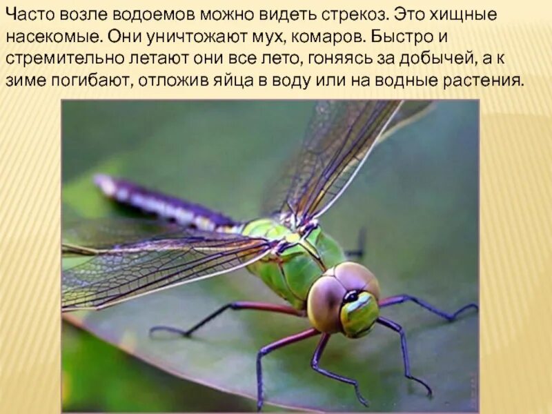 Сколько ног у стрекозы ответ 3 класс. Стрекоза лапки. стрекоза насекомое. лапы стрекозы. ноги стрекозы.