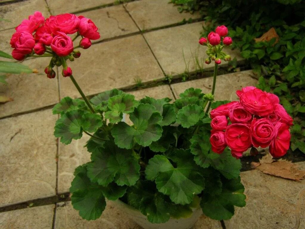 Пеларгония viva rosita. Герань вива. Герань вива. Pac viva rosita. Герань вива.