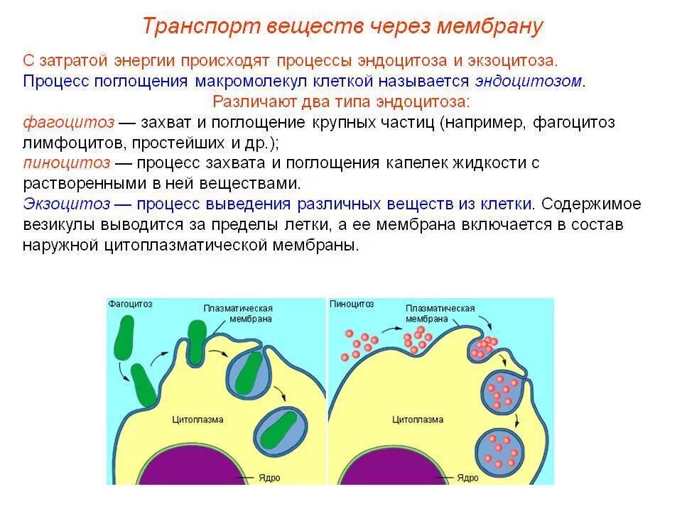 Образование в клетках растений глюкозы поглощение. Схема транспорта веществ через цитоплазматическую мембрану. Активный транспорт веществ через мембрану клетки происходит. Транспорт веществ через мембрану физиология растений. Транспорт веществ через цитоплазматическую мембрану.