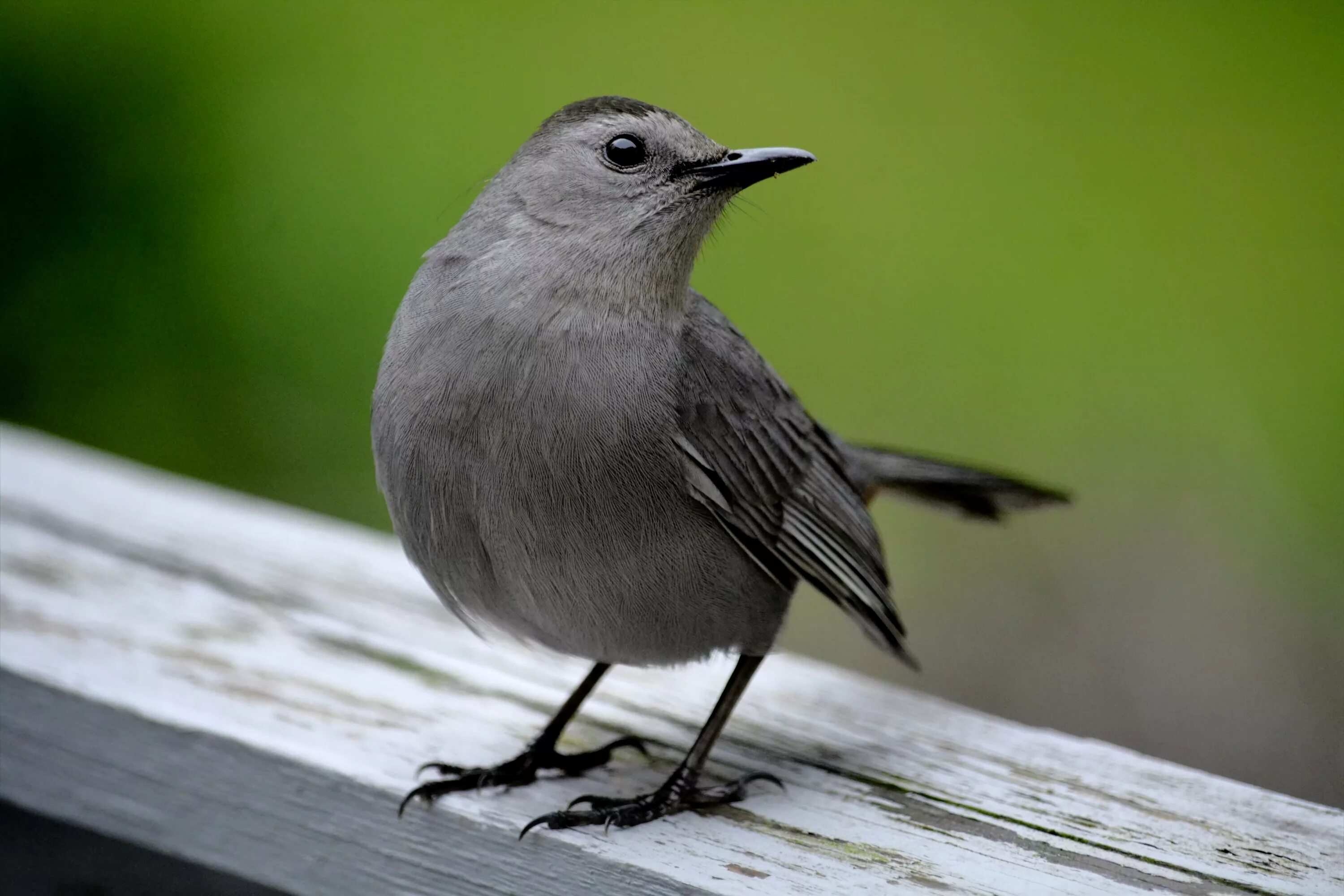 Серый Дрозд (Grey Catbird). Дрозд крапивник. Дрозд мухоловка. Серая мухоловка.