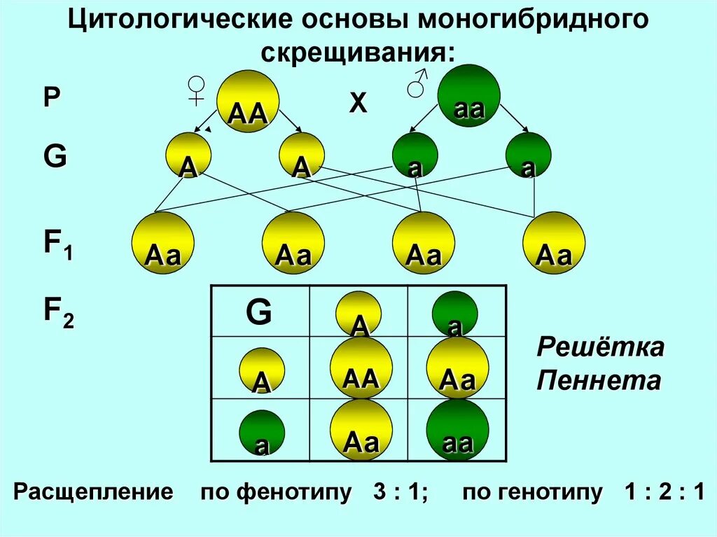 Цитологические основы моногибридного скрещивания 10 класс. Моногибридное и дигибридное скрещивание схема. Моногибридное скрещивание расщепление. Генетика моногибридное скрещивание.