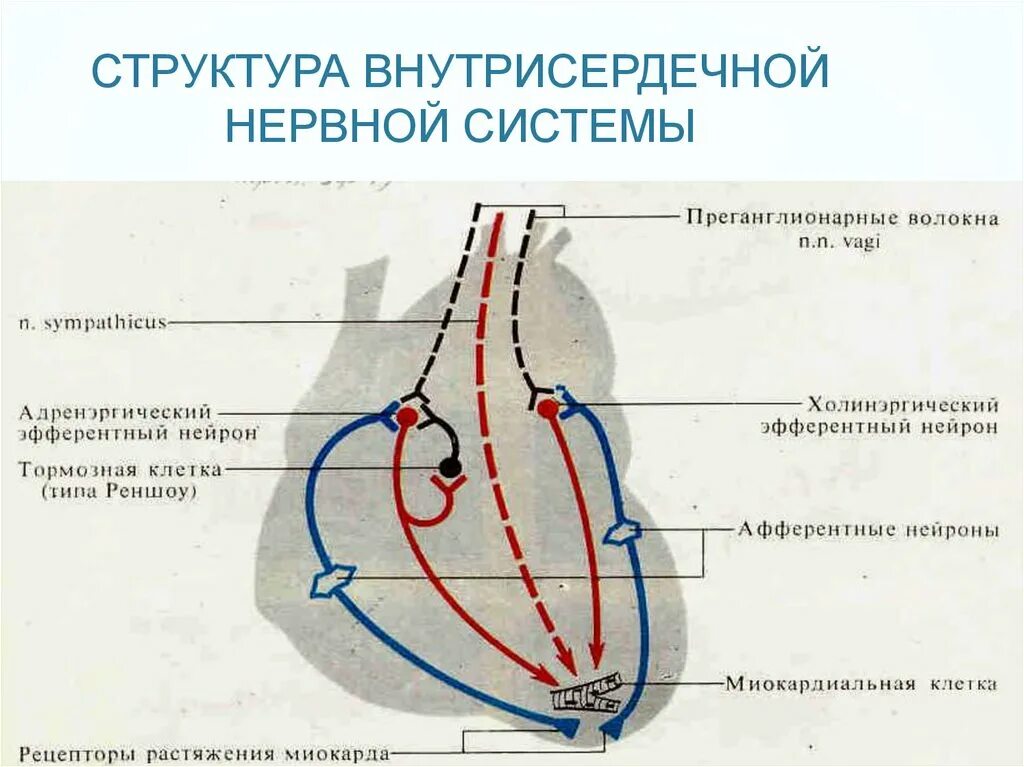 Интракардиальные механизмы нервной регуляции деятельности сердца. Схема рефлекса сердца. Внутрисердечные периферические рефлексы регуляции сердца схема. Схема внутрисердечной нервной системы.