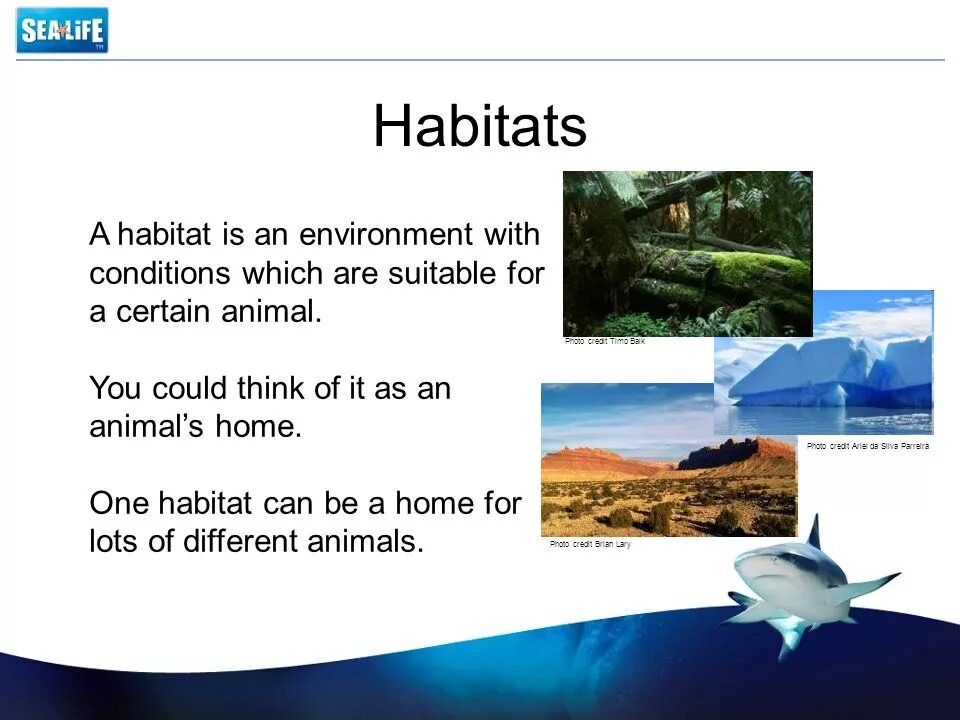 What is Habitat. Habitat перевод. Habitat is Home. Examples of Habitats. Habitat help