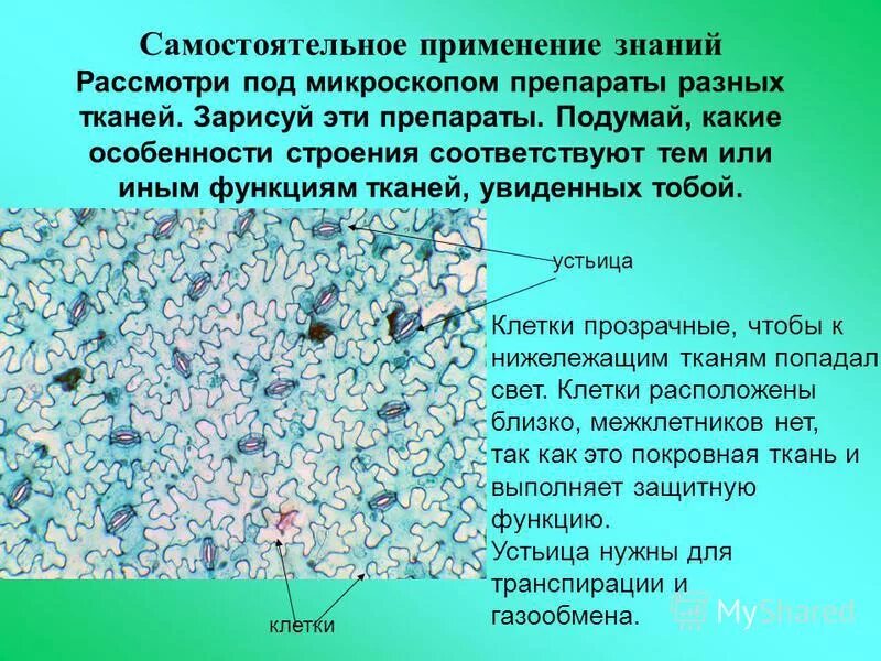 рассмотрите препараты под микроскопом