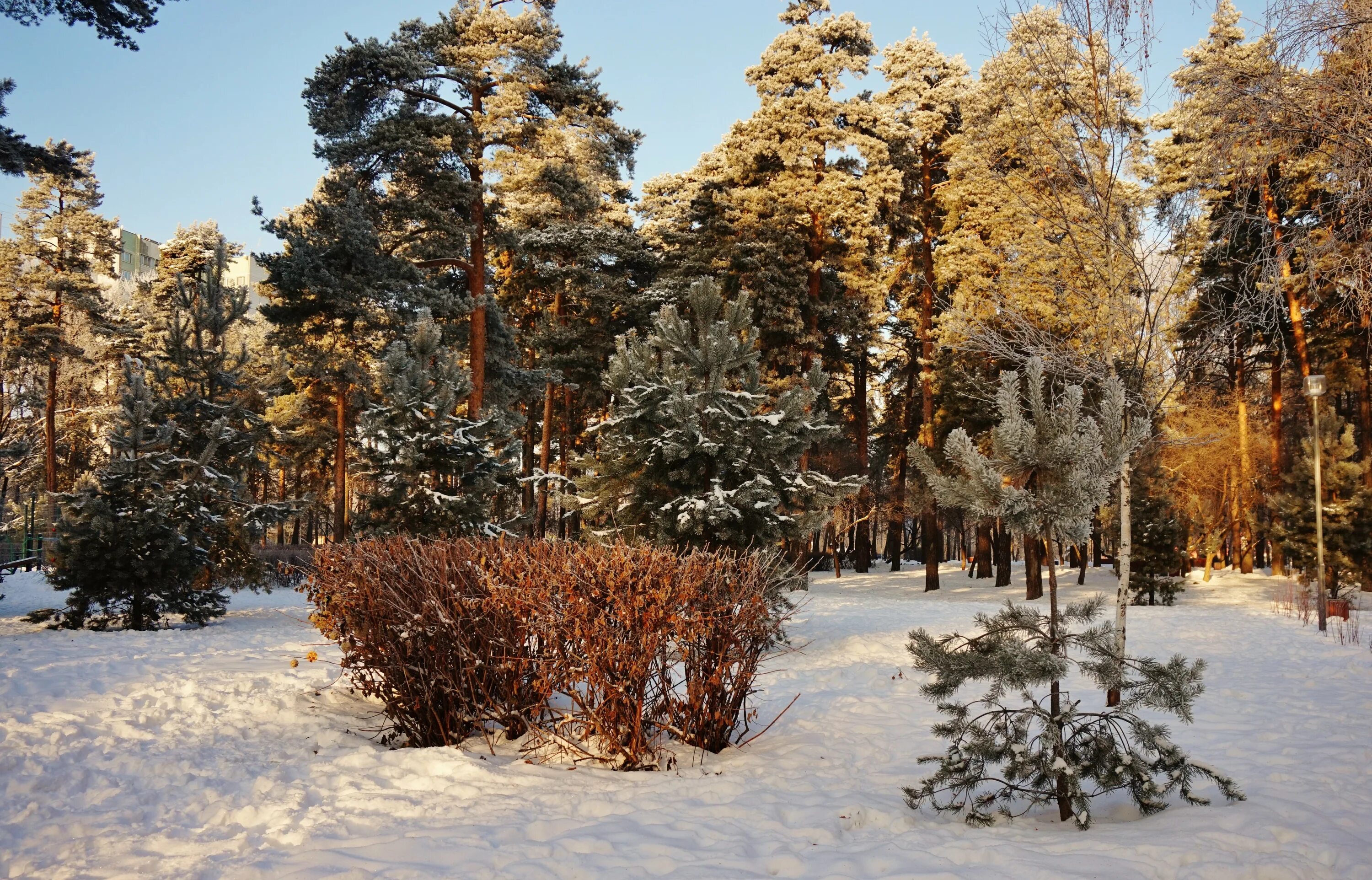 Сосенки царицыно