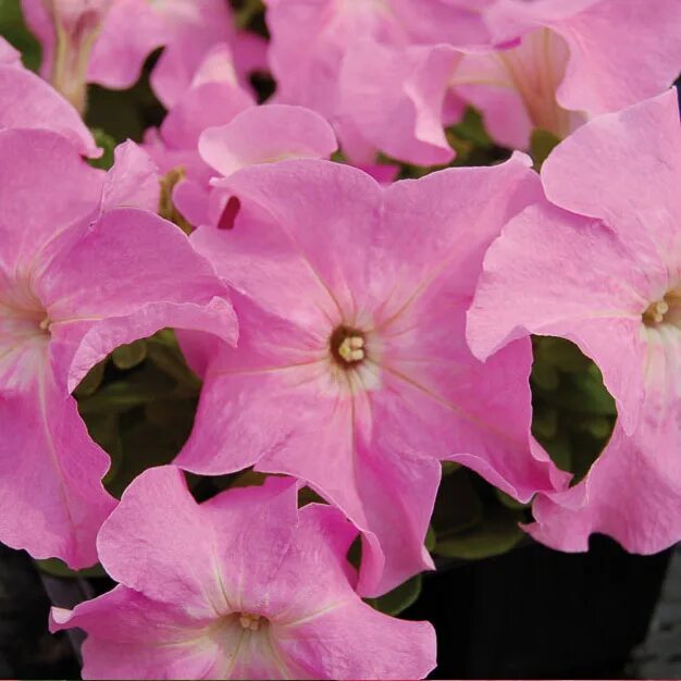 Петуния грандифлора фалькон блю. Петуния джи пи. Петуния лимбо deep purple. Петуния джи пи. Петуния грандифлора лимбо бургунди.