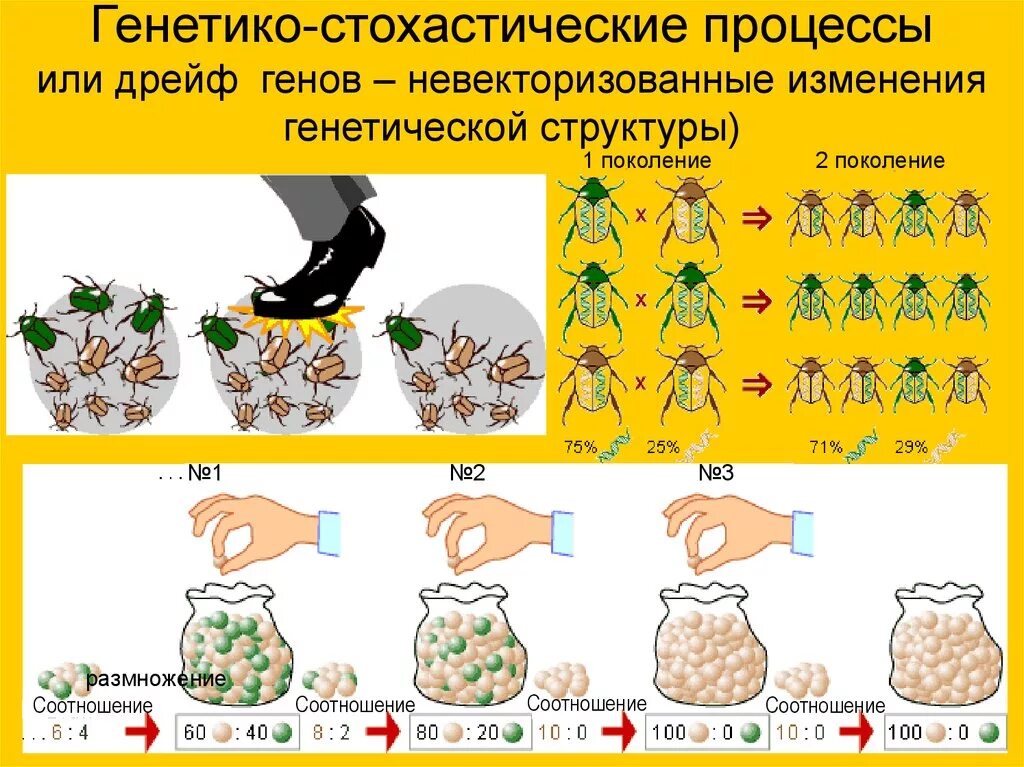 Причина случайных изменений генов. Дрейф генов. Дрейф генов фактор эволюции. Дрейф генов примеры. Дрейф генов в человеческих популяциях.