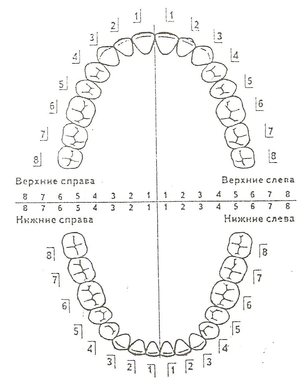 Зуб 1 8