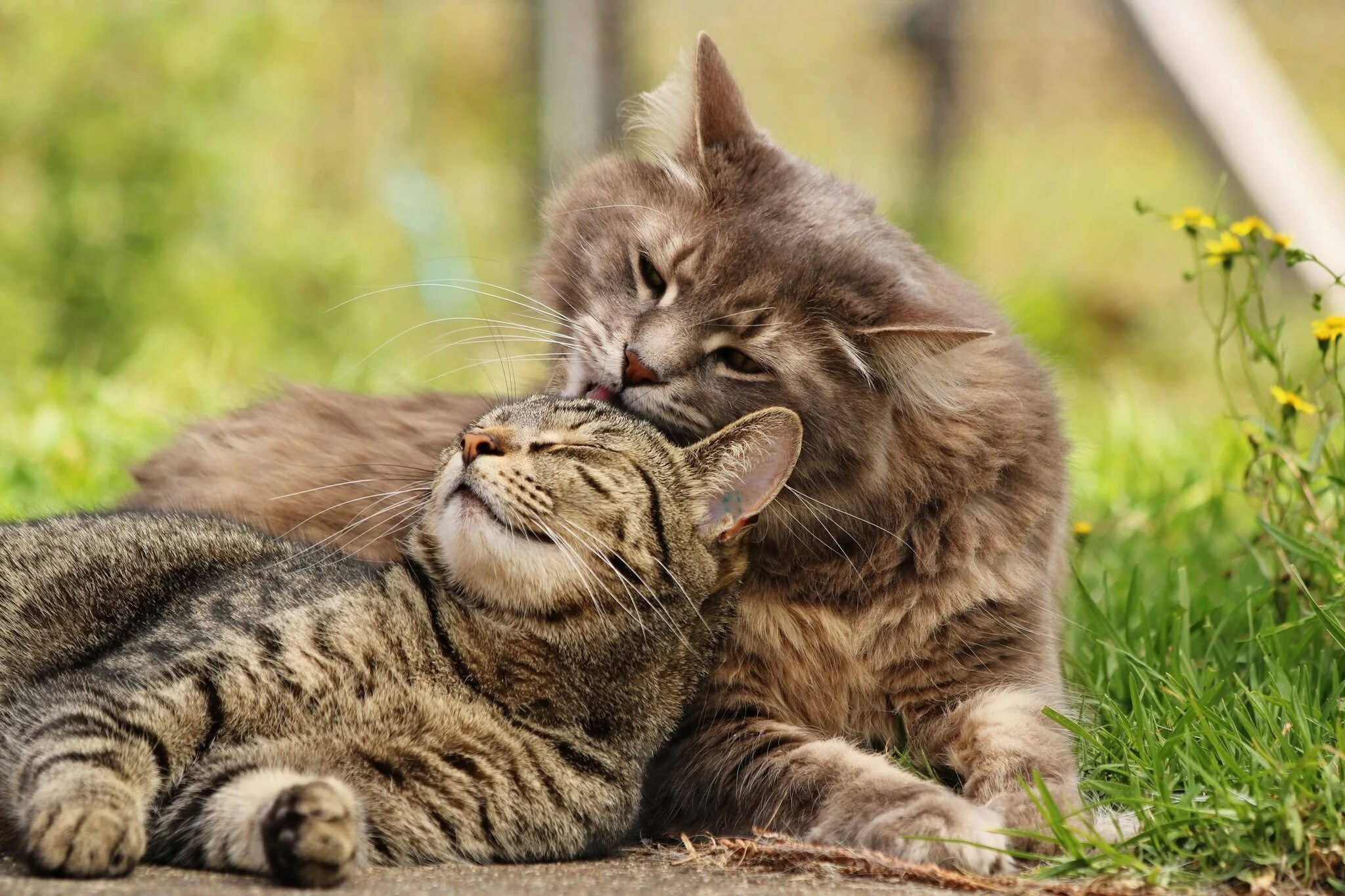 Про маму кошку. Кошки любовь. Влюбленные кошки. Два кота. Кошки красивые две.