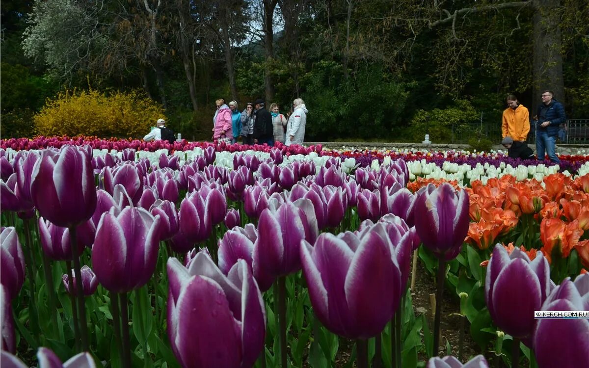 Тюльпан ковров. Ковер из тюльпанов. Парад тюльпанов никитский ботанический сад 2023. Тюльпан. Тюльпан ковров.