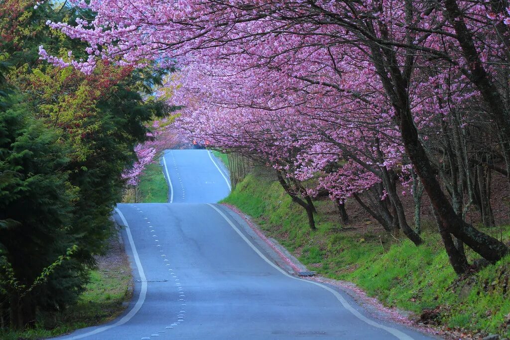 Yellow spring road япония. Цветение Сакуры в Токио. Тайвань Сакура. Весне дорогу!. Япония дорога.