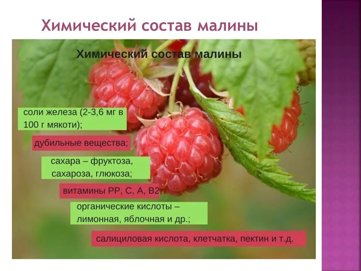 Малина листья лечебные