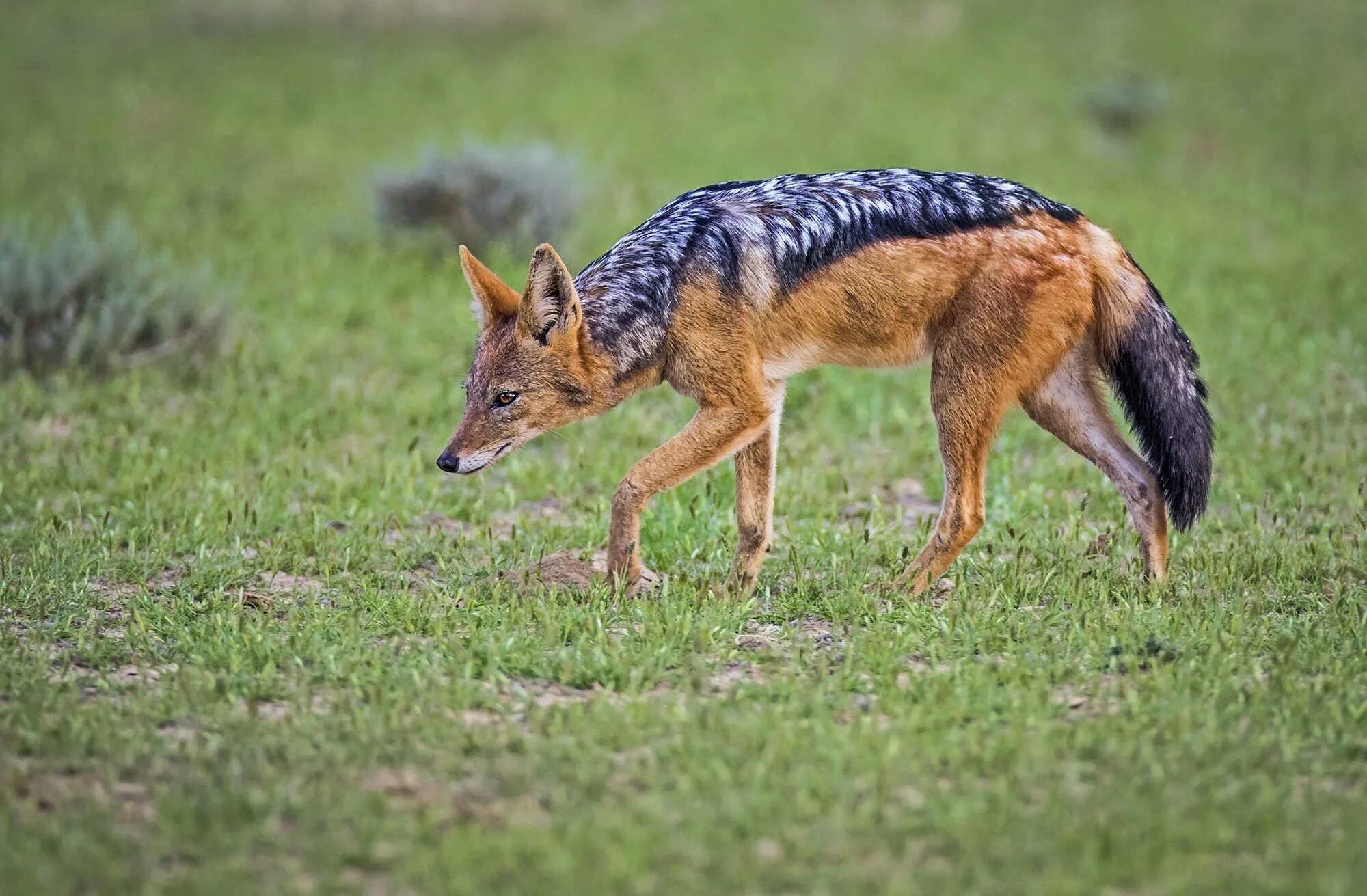 шакал обыкновенный краснодарский край. чепрачный шакал. серебристый шакал. чепрачный шакал. шакал чепрачный (canis mesomelas).