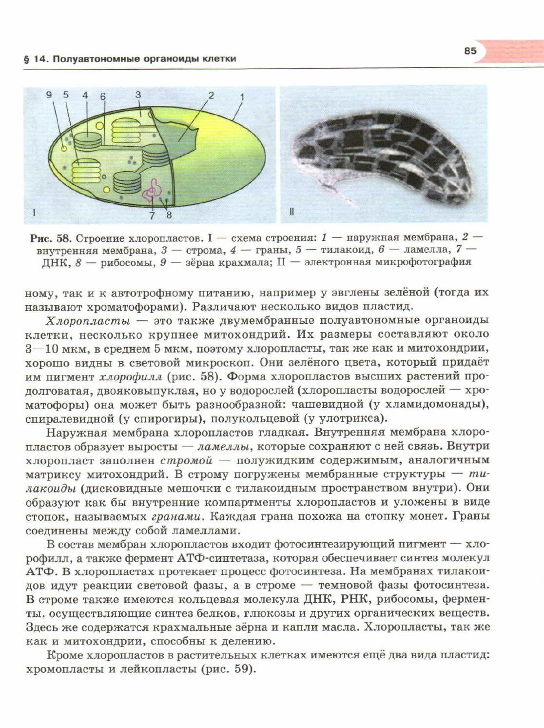 Хлоропласт полуавтономный. Строение хлоропласта. Полуавтономные структуры клетки. Строение клетки хлоропласты. Хлоропласт картинка.